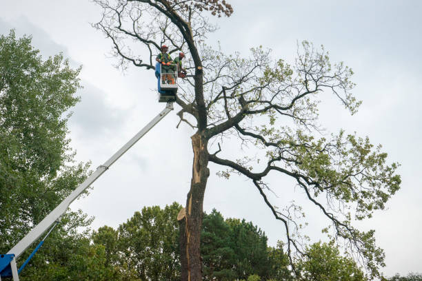 Bay City, TX Tree Care Company